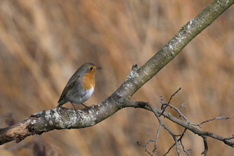 Photo Oiseaux Rouge-gorge familier