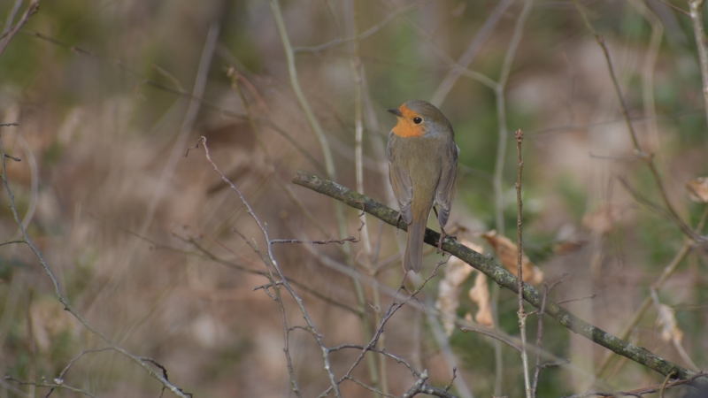 Photo Oiseaux rouge gorge