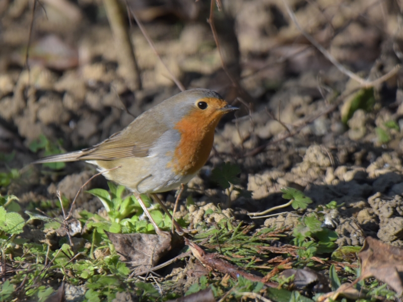 Photo Oiseaux Rouge-gorge