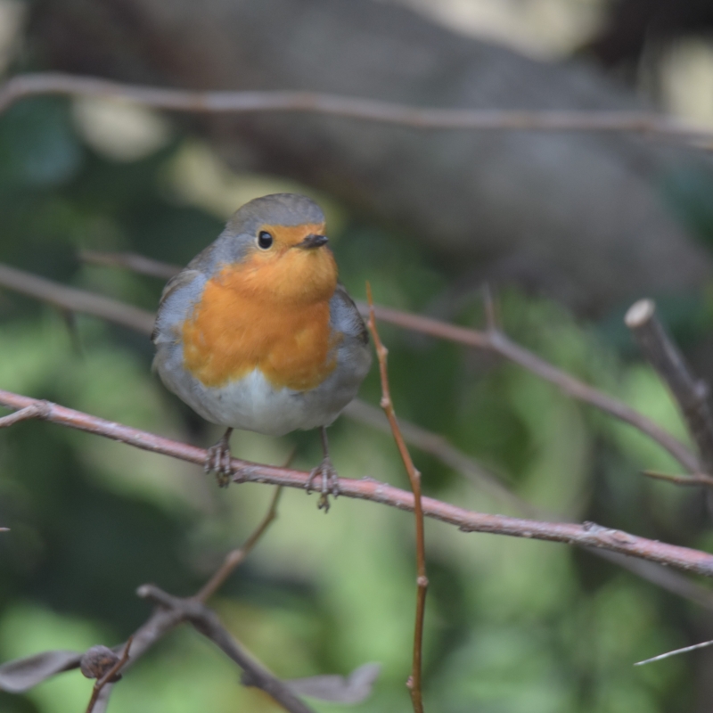 Photo Oiseaux Rouge-gorge