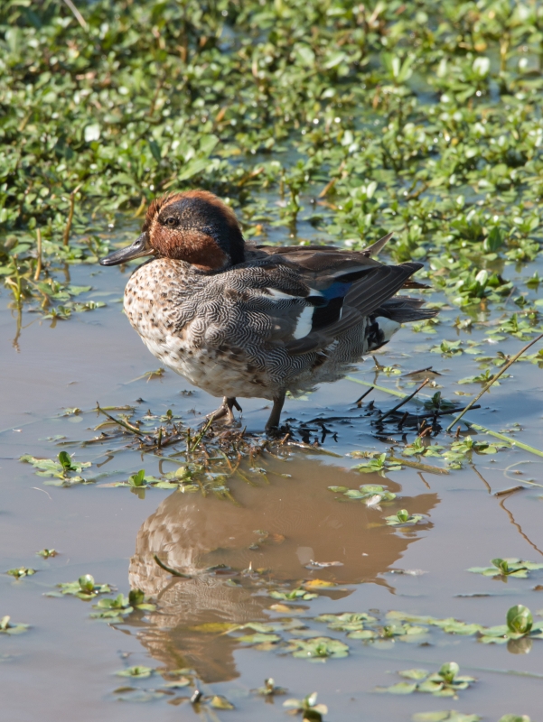 Photo Oiseaux sarcelle d'hiver