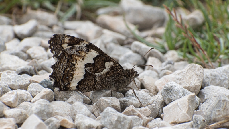 Photo Insectes Silene