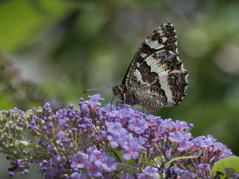 Photo Insectes Silene