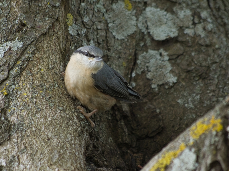 Photo Oiseaux Sitelle torchepot