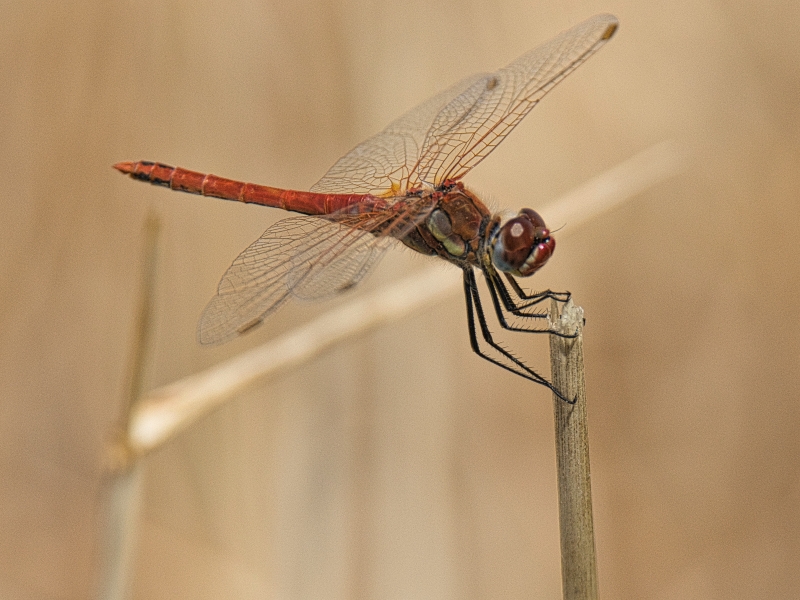 Photo Insectes Sympetrum de Fonscolombe