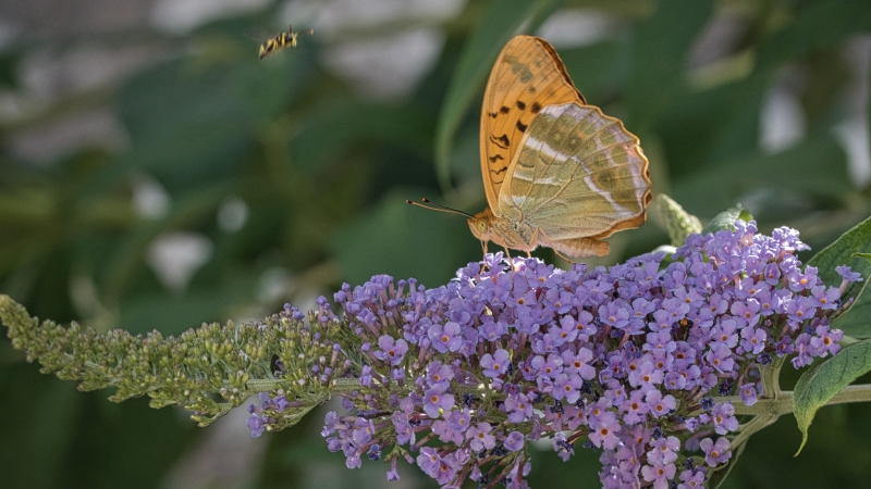 Photo Insectes Tabac d' Espagne