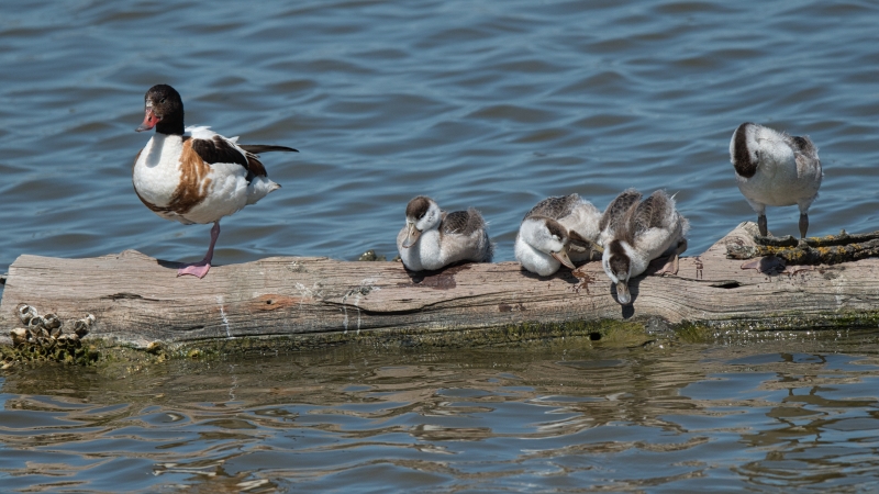 Photo Oiseaux Tadorne de Belon (Tadorna tadorna)