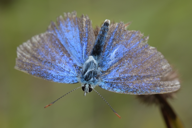 Photo Insectes Thécla du chêne