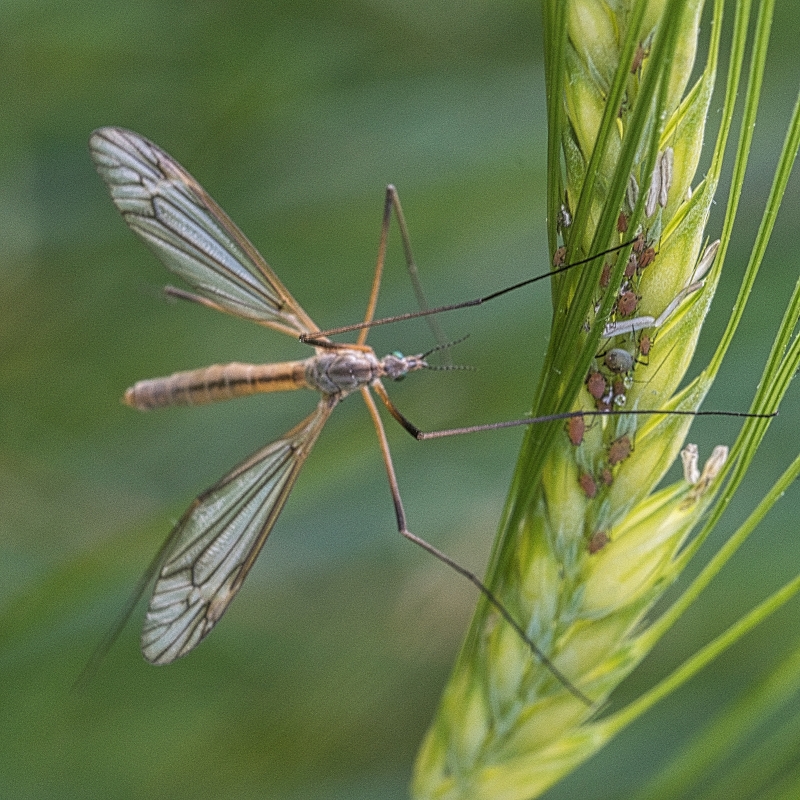 Photo Insectes Tipule ou cousin