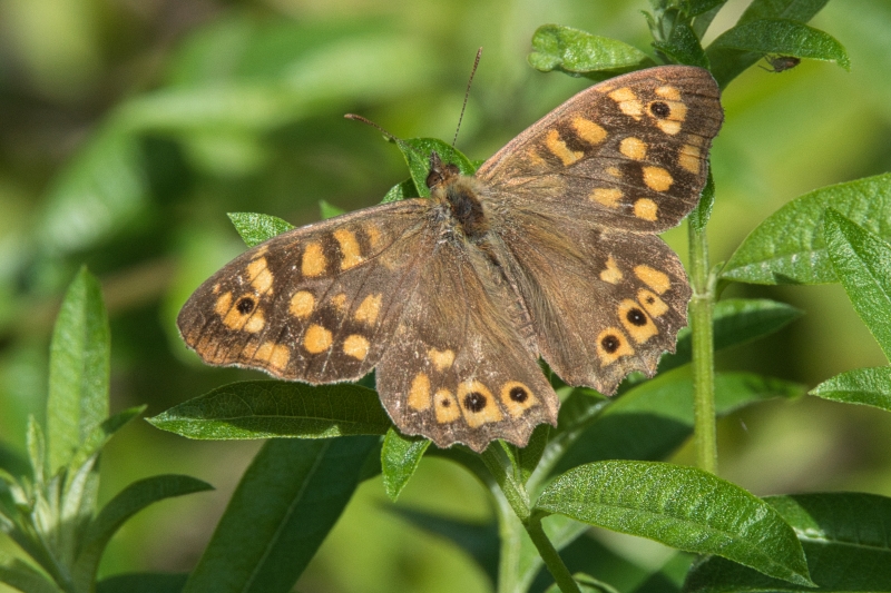 Photo Insectes Tircis (Pararge aegeria)