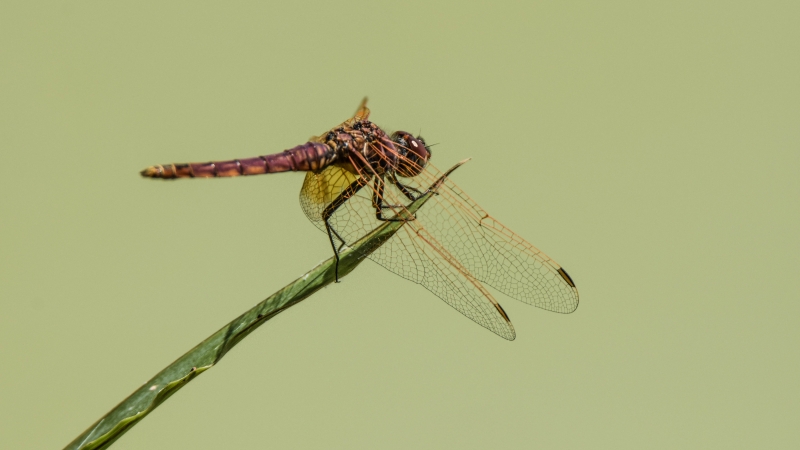 Photo Insectes Trithémis