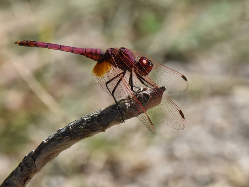 Photo Insectes Trithémis annelé mâle