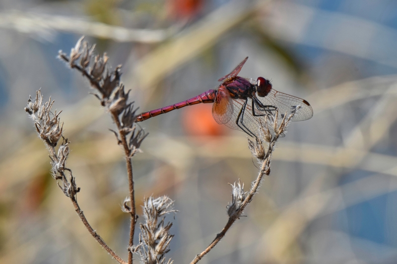 Photo Insectes Trithémis annelé mâle