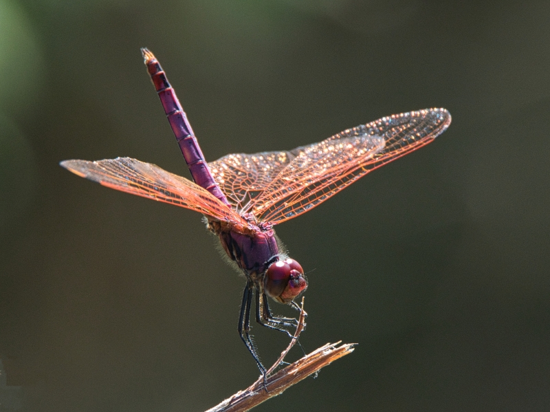 Photo Insectes Trithémis annelé mâle