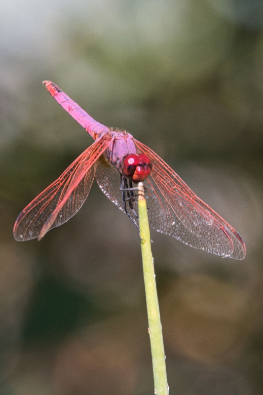 Photo Insectes Trithémis annelé mâle