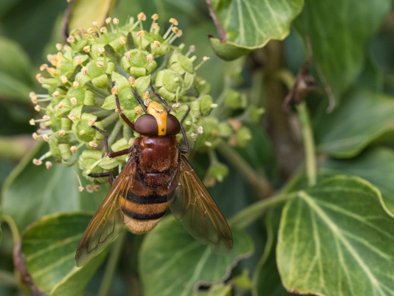 Photo Insectes Volucelle zonée (Volucella zonaria)