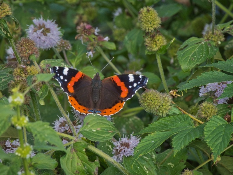 Photo Insectes Vulcain (Vanessa atalanta)