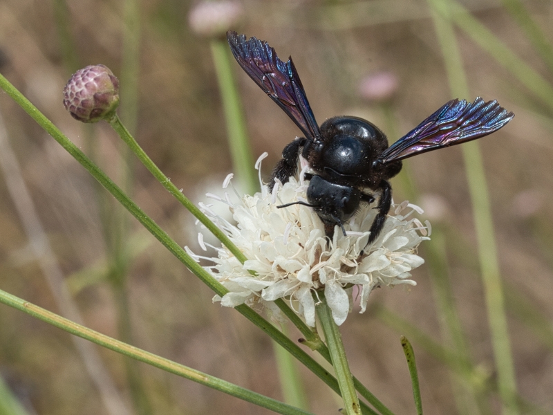 Photo Insectes Xylocope violet