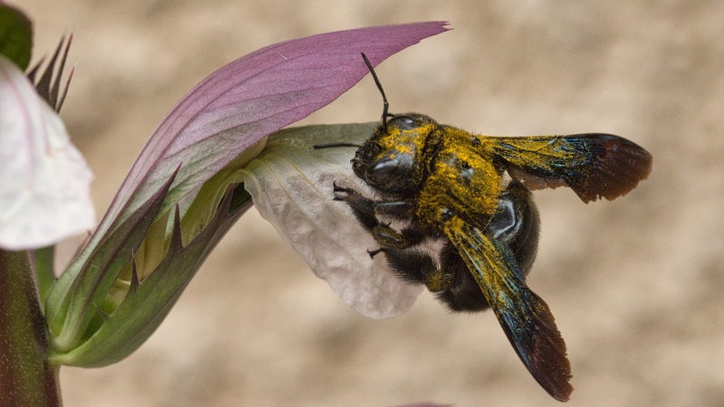 Photo Insectes Xylocope violet