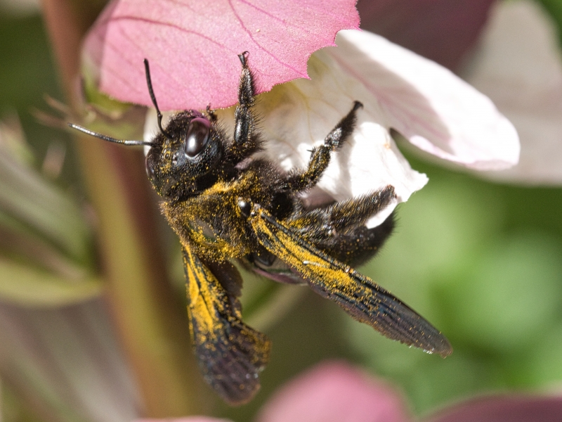 Photo Insectes Xylocope violet