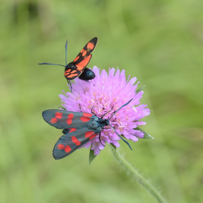 Photo Insectes Zygènes