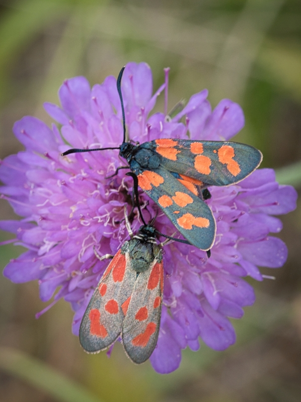 Photo Insectes Zygènes