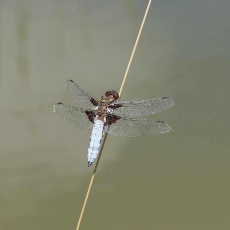 Photo Insectes Libellule déprimée (Libellula depressa)