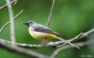  Bergeronnette des ruisseaux (Motacilla cinerea)