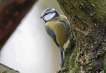 Oiseaux Mésange bleue (Cyanistes caeruleus)