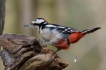 Oiseaux Pic épeiche (Dendrocopos major)