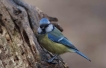 Oiseaux Mésange bleue