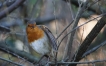 Oiseaux Rouge gorge familier