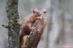  L’écureuil roux, Sciurus vulgaris