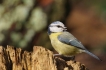 Oiseaux Mésange bleue