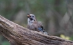 Oiseaux Geai des chênes