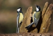 Oiseaux Mésanges charbonnière