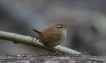 Oiseaux Troglodyte mignon (Troglodytes troglodytes)