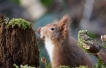 Mammifères Ecureuil roux (Sciurus vulgaris)