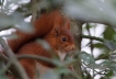 Mammifères Ecureuil roux (Sciurus vulgaris)