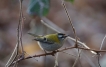 Oiseaux Roitelet huppé (Regulus regulus)