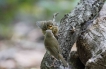 Oiseaux rouge gorge juvénile