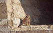 Oiseaux Faucon crécerelle