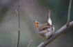 Oiseaux Rouge gorge familier