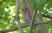 Oiseaux Chouette hulotte (Strix aluco)