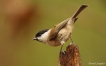 Oiseaux Mésange nonnette