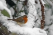 Oiseaux Rouge gorge familier