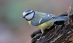 Oiseaux Mésange bleue (Cyanistes caeruleus)