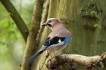 Oiseaux Geai de chènes (Garrulus glandarius)