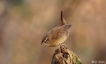 Oiseaux Troglodyte mignon