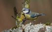 Oiseaux Mésange bleue (Cyanistes caeruleus)